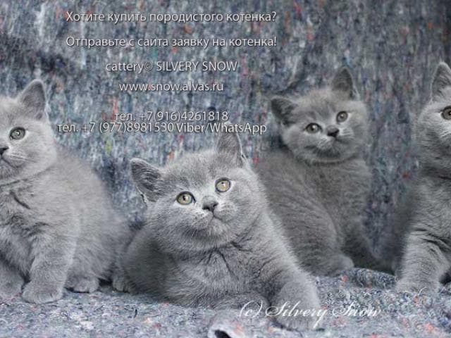 Продаю: Только голубые британские котята П-к Silvery Snow фото2