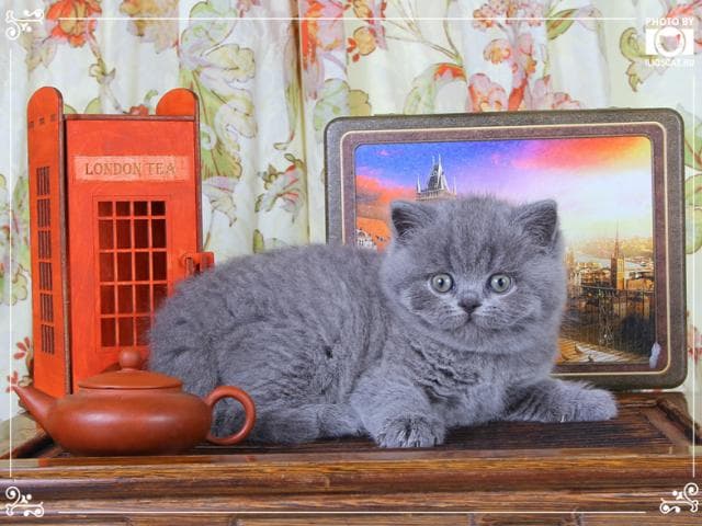 Продаю: Настоящие британские котята  фото2