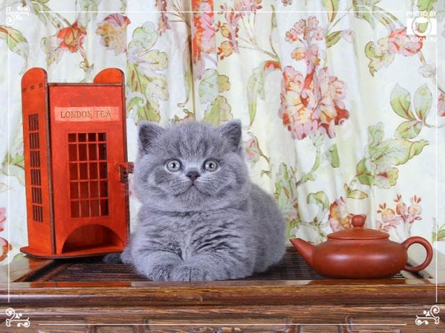 Продаю: Настоящие британские котята  фото3