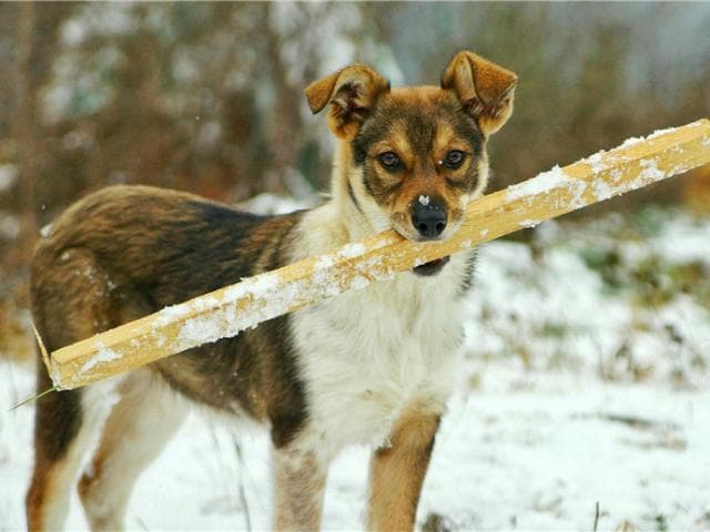 Отдам в дар: Чудесный щенок Жужа ищет дом фото3