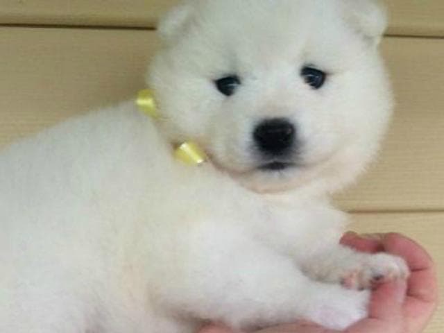 Продаю: Красивые белоснежные щеночки