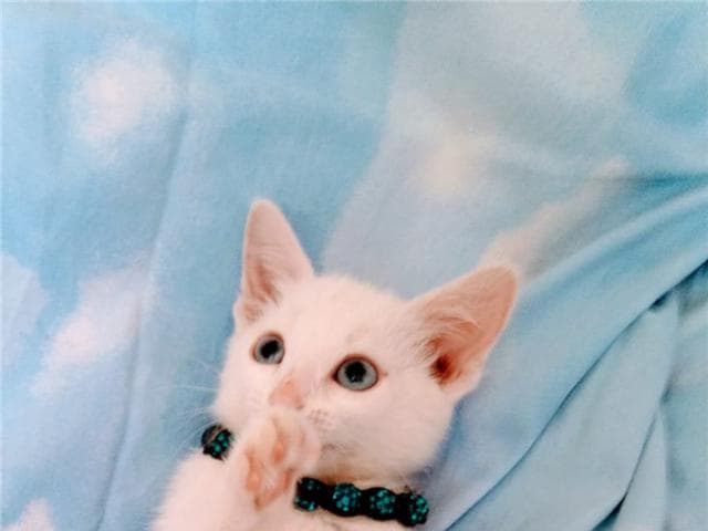 Отдам в дар: Белоснежный котенок в добрые руки фото3