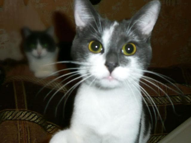 Отдам в дар: Ищет дом талантливый котик Шустрик