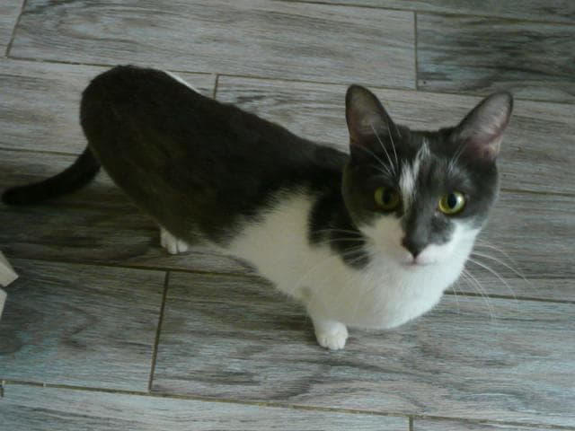 Отдам в дар: Ищет дом талантливый котик Шустрик фото3