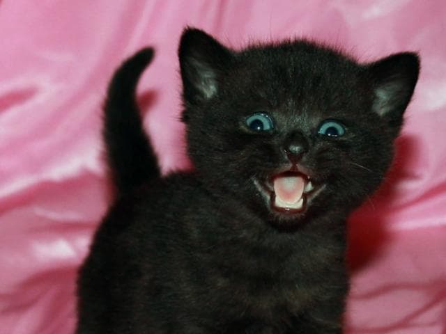Черные котята из приюта 🐈 бесплатно в добрые руки - FriendForPet