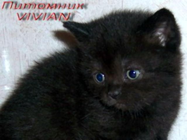 Продаю: Британские черные котята из питомника фото2