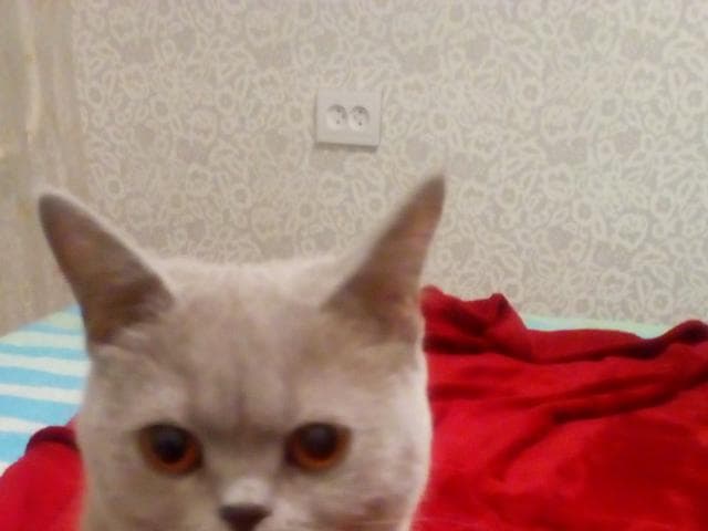 Вязка: Британская кошка ищет кота для вязки фото2