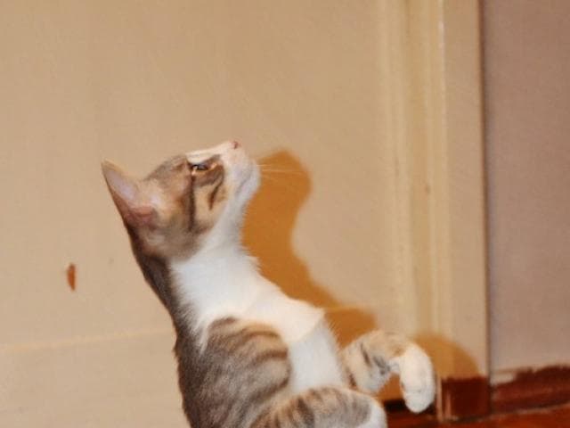 Отдам в дар: Молодой котик Ганс в самые добрые руки фото3