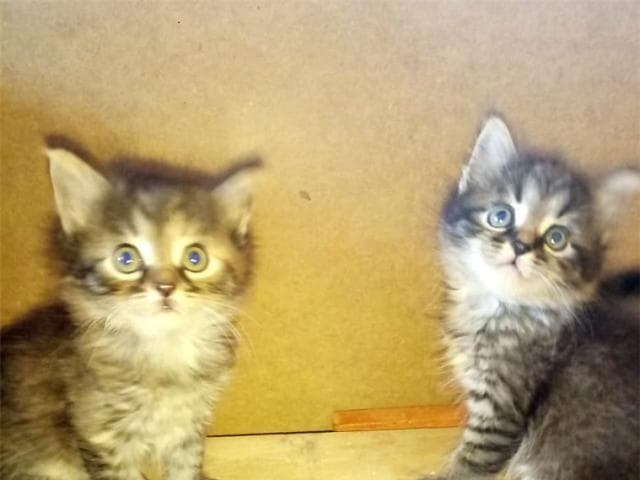 Отдам в дар: Три пушистых котенка ищут дом фото3