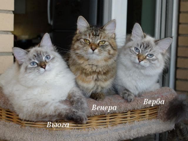 Продаю: Подрощенные сибирские котята различных окрасов
