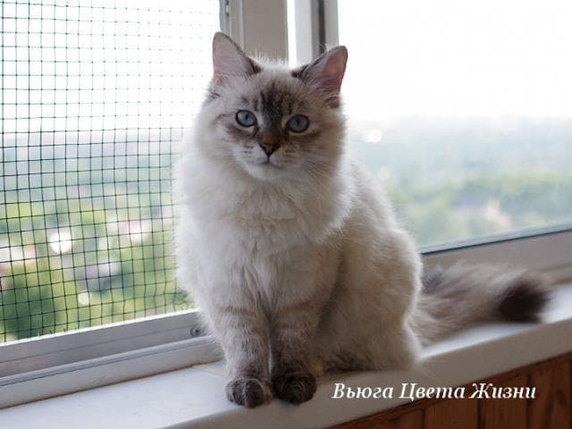 Продаю: Подрощенные сибирские котята различных окрасов фото2