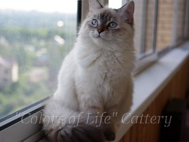 Продаю: Подрощенные сибирские котята различных окрасов фото3