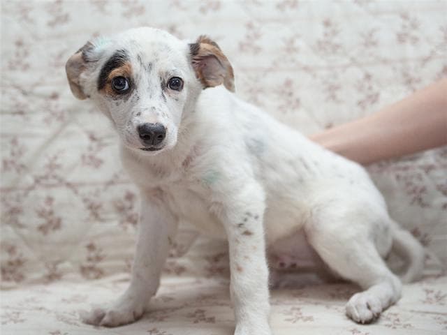 Отдам в дар: Шикарный щенок Максимиллиан Тайсон- ищет семью фото2