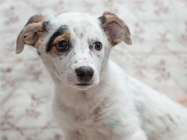 Отдам в дар: Шикарный щенок Максимиллиан Тайсон- ищет семью фото3