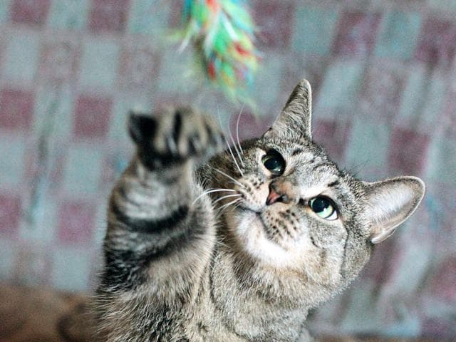 Отдам в дар: Кошка Лаура ищет дом, 3 года