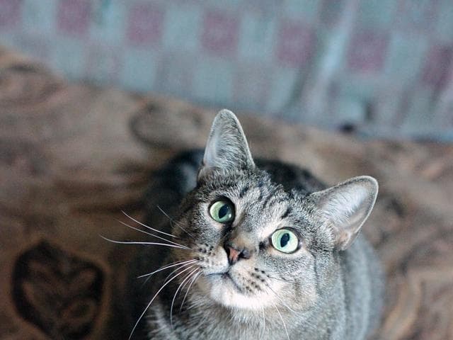Отдам в дар: Кошка Лаура ищет дом, 3 года фото2