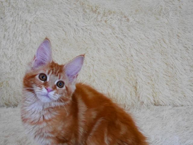Продаю: Котята мейн-кун рыжего окраса фото2