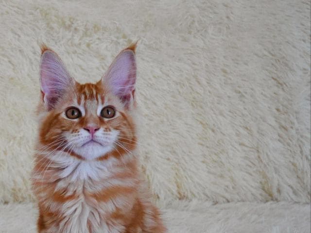 Продаю: Котята мейн-кун рыжего окраса фото3