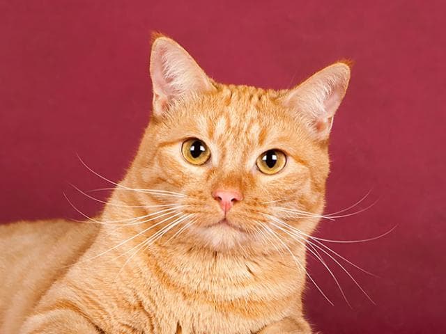 Отдам в дар: Ищет дом котик Рыжун