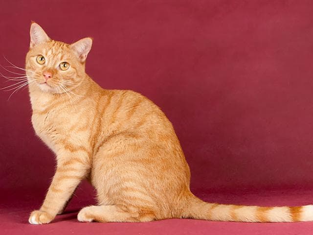 Отдам в дар: Ищет дом котик Рыжун фото3