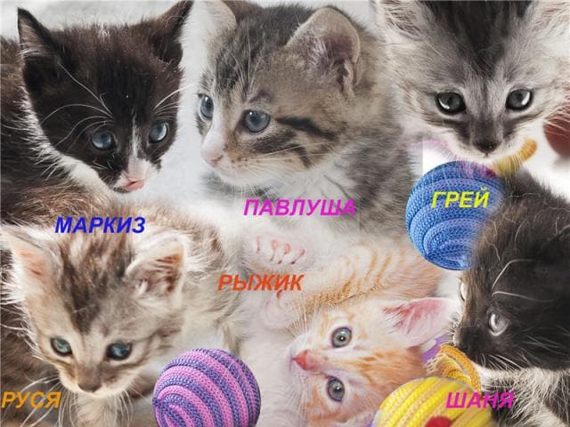 Отдам в дар: Милые котята разных окрасов ищут дом