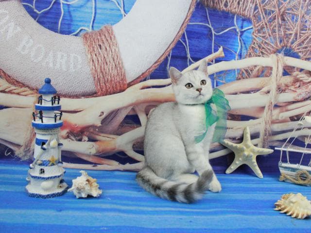 Продаю: Очаровательный котенок скоттиш страйт фото3