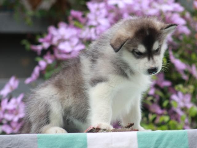 Продаю: Предлагаются к резервированию щенки Аляскинского м фото3