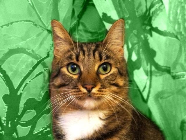 Отдам в дар: Люси – кошка-рысь с зелеными глазами в дар фото2
