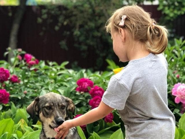 Отдам в дар: Уникальная собака Лана в добрые руки фото3