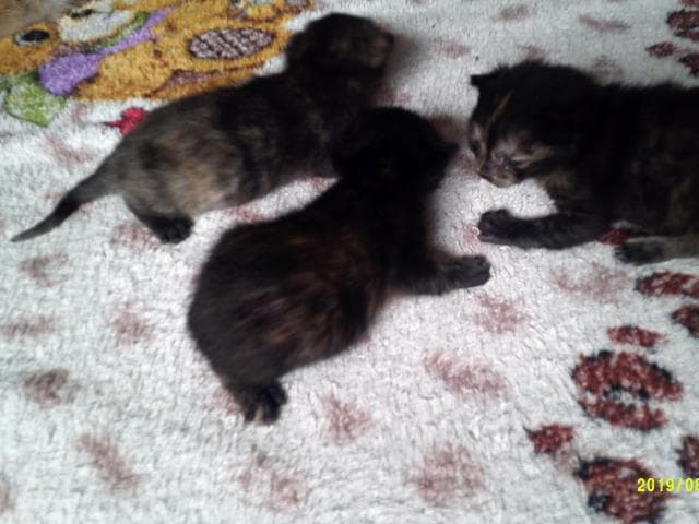 Отдам в дар: Три "кота" ждут своих владельцев в Тюмени
