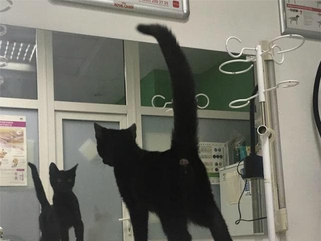 Отдам в дар: Очаровательный черный котенок-девочка ищет дом фото3