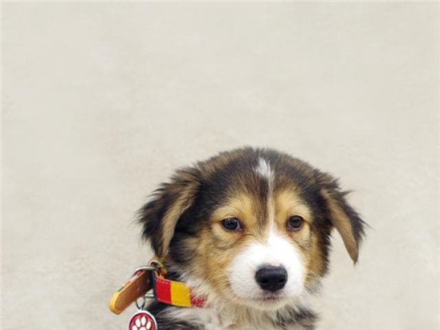 Отдам в дар: Самые милый щенок Тамир в добрые руки  фото2