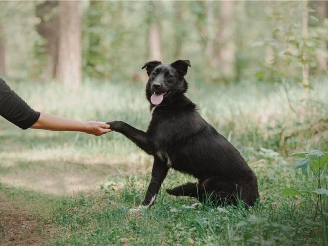 Отдам в дар: Чудесная собака Гретта в добрые руки фото3