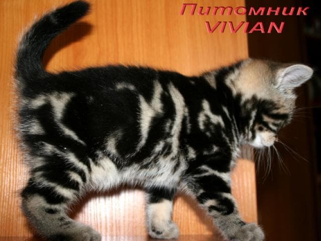 Продаю: Британские котята черный мрамор из питомника