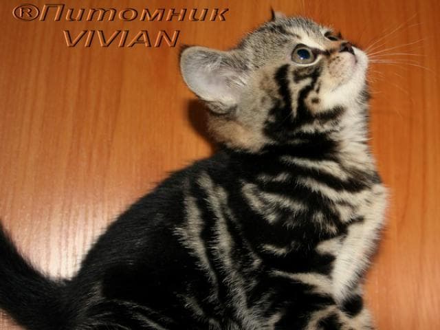 Продаю: Британские котята черный мрамор из питомника фото2