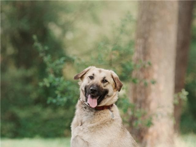 Отдам в дар: Большая собака Арья в добрые руки фото3