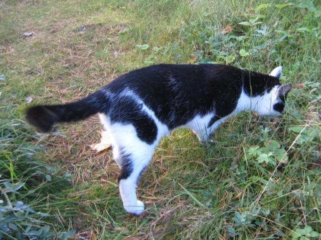 Потерялся/Нашелся: Потерян черно белый кот фото3