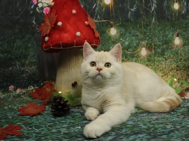 Продаю: Очаровательные шотландские котята страйты фото3