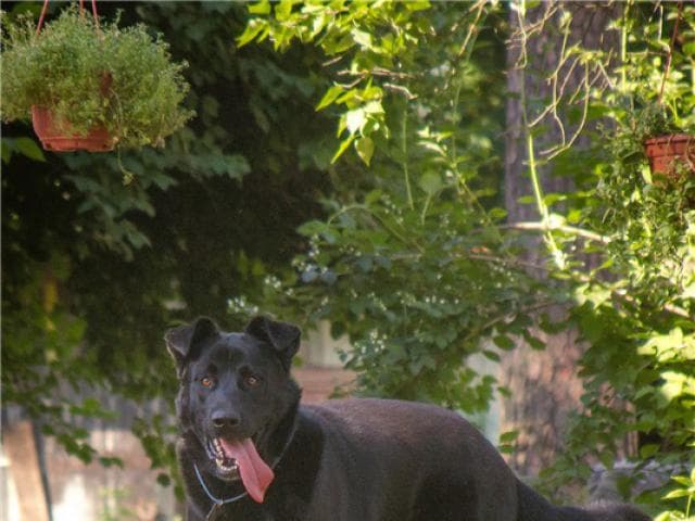Отдам в дар: Крупный пёс Дамир в добрые руки фото2