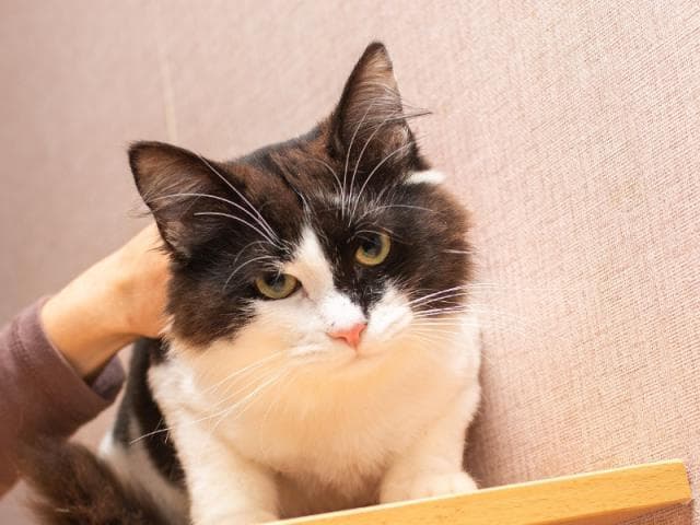 Отдам в дар: В поисках дома замечательный котик Маркиз