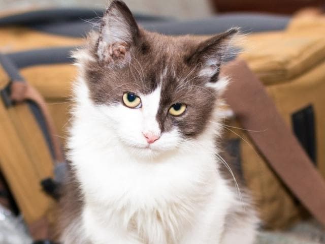 Отдам в дар: В поисках дома замечательный котик Маркиз фото3