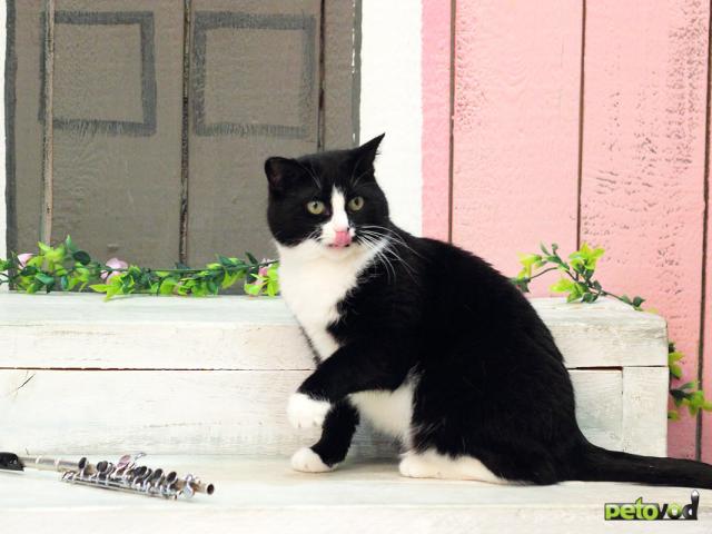 Продаю: Ч/б кошка Пикколо (4г) ищет дом фото2