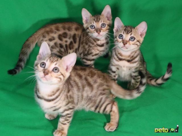 Продаю: Чистокровные бенгальские котята