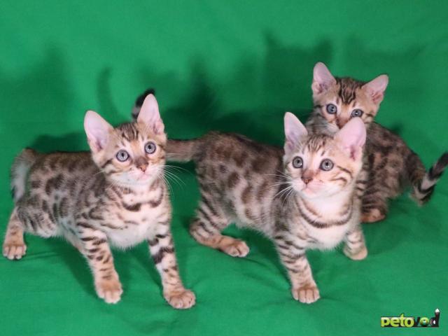 Продаю: Чистокровные бенгальские котята фото2