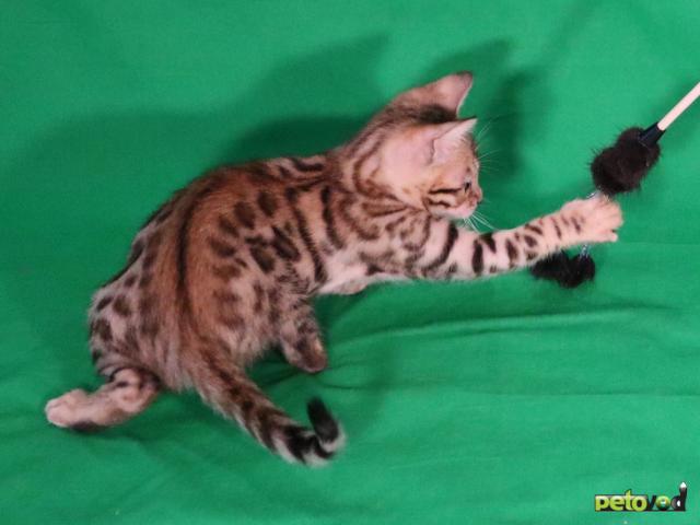 Продаю: Чистокровные бенгальские котята фото3