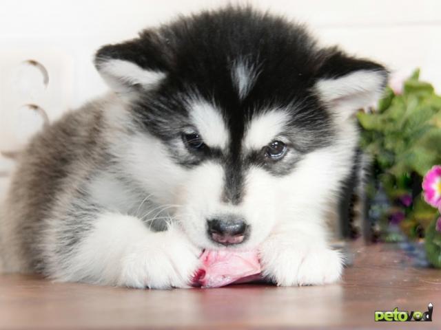 Продаю: Предлагаются продаже щенки Аляскинского Маламута фото2