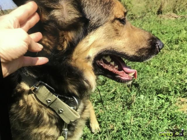 Отдам в дар: Умнейший пёс Сеня ищет любящую семью  фото4