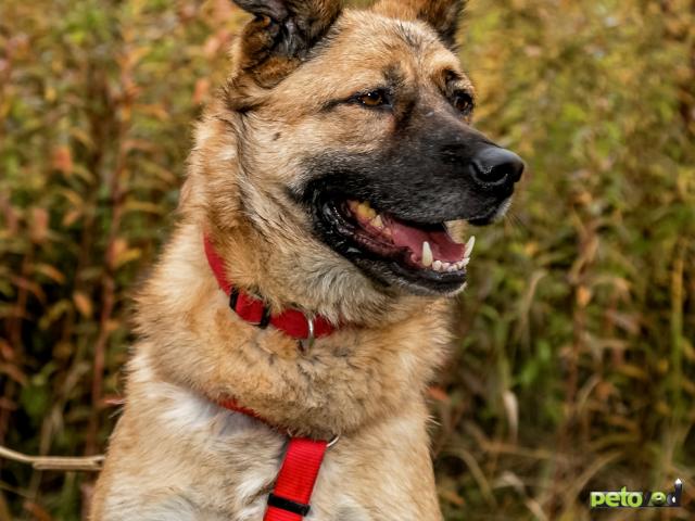 Отдам в дар: Шикарный статный пес с голливудской улыбкой в поисках семьи