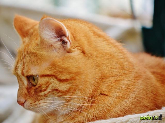Продаю: Очаровательный рыжий котик Персик ищет дом фото1