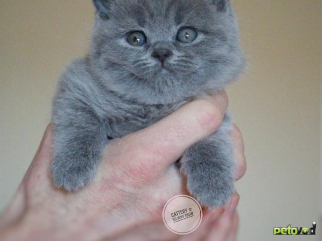 Продаю: Британские голубые котята Москва
